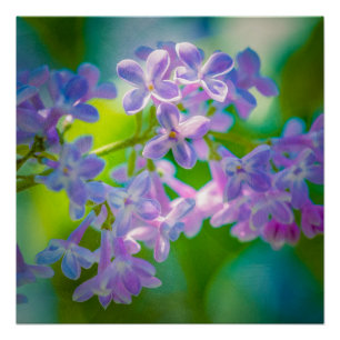 Purple Lilac Flowers Poster