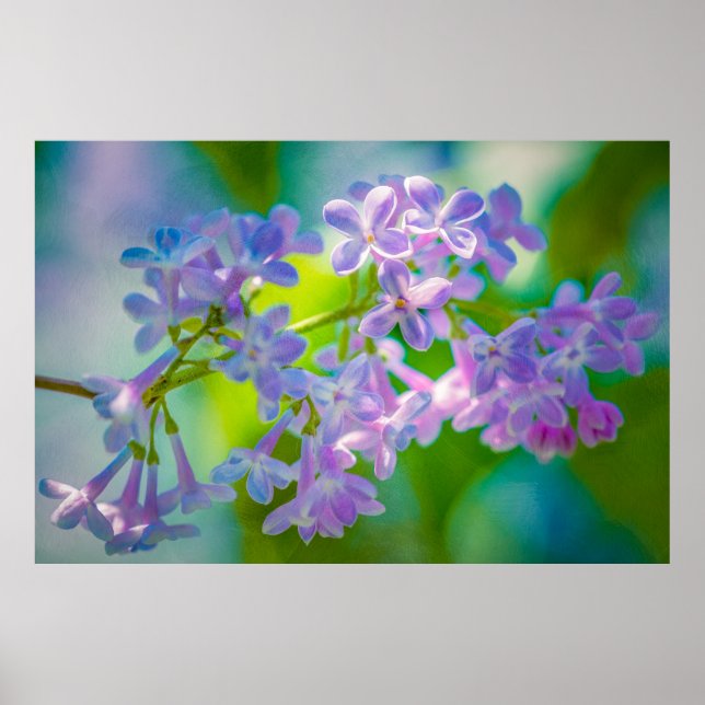 Purple Lilac Flowers Poster (Front)