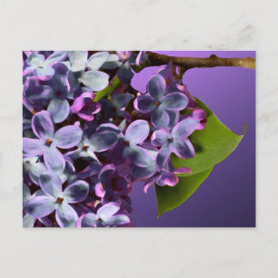 Purple Lilac Photo Wedding Save The Dates Announcement Postcard
