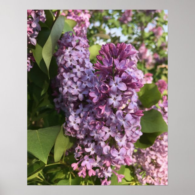 Purple Lilac Poster (Front)