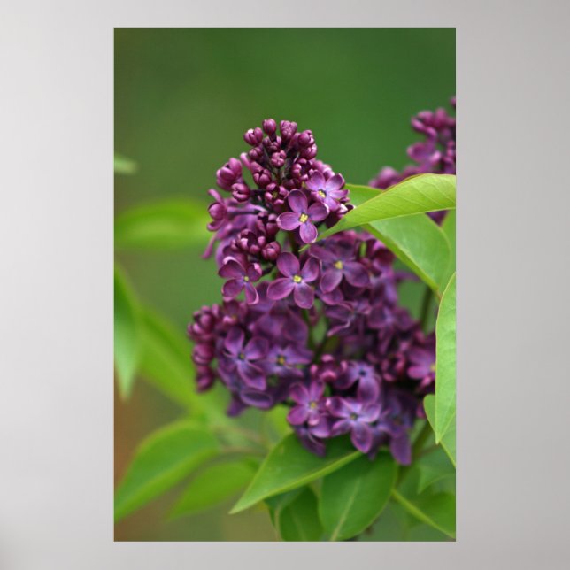 Purple Lilac Poster (Front)