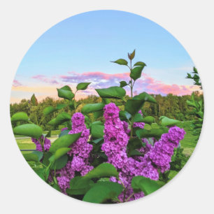Purple Lilacs at sunset Classic Round Sticker