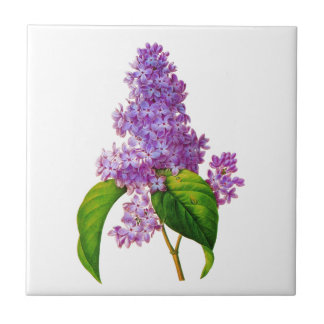 Purple Lilacs by Pierre-Joseph Redoute Tile