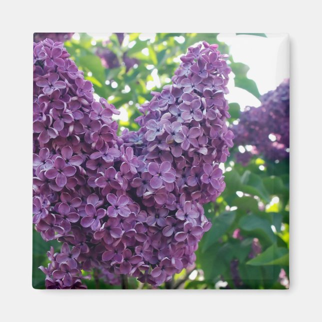 Purple Lilacs Magnet (Front)
