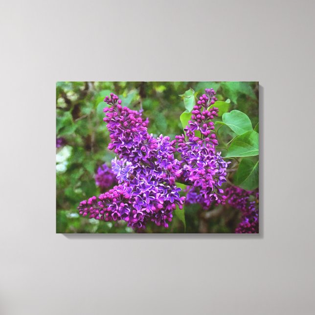 Purple Lilacs on a Spring Day Canvas Print (Front)