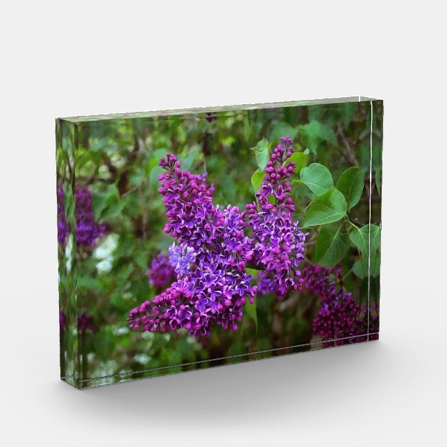 Purple Lilacs on a Spring Day Photo Block (Left)