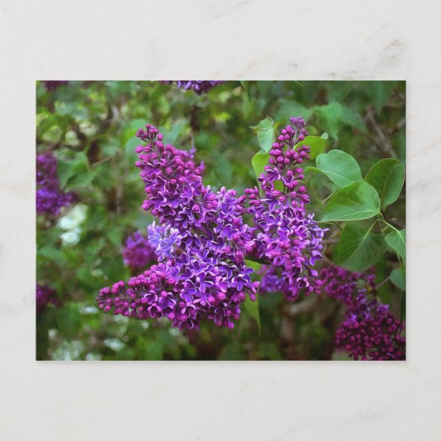 Purple Lilacs on a Spring Day Postcard (Front)