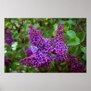 Purple Lilacs on a Spring Day Poster