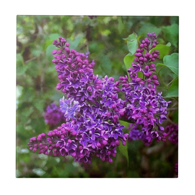 Purple Lilacs on a Spring Day Tile (Front)