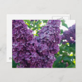 Purple Lilacs Postcard (Front/Back)