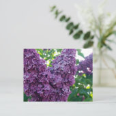 Purple Lilacs Postcard (Standing Front)