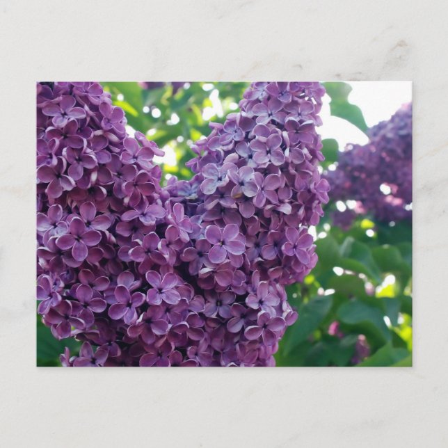Purple Lilacs Postcard (Front)