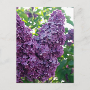 Purple Lilacs Postcard