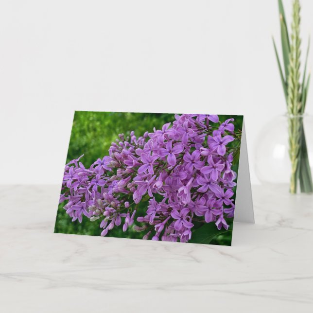 Purple lilacs romantic elegant purple floral photo card (Front)