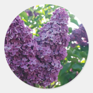 Purple Lilacs Stickers