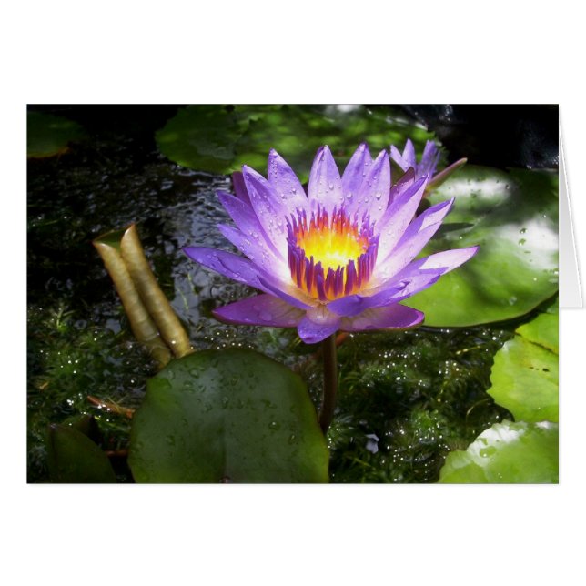 Purple lilly in pond (Front Horizontal)
