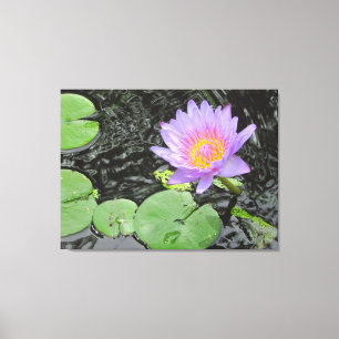 Purple Lily and Pads Canvas Print