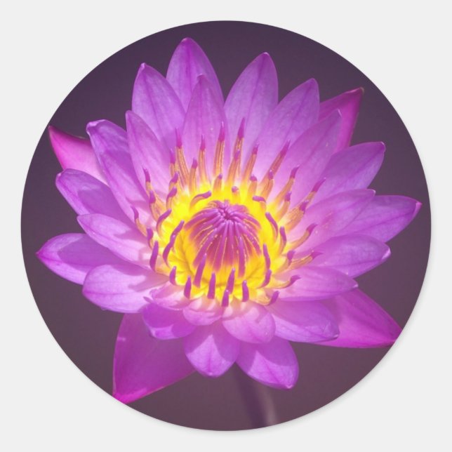 Purple Lotus Flower Classic Round Sticker (Front)