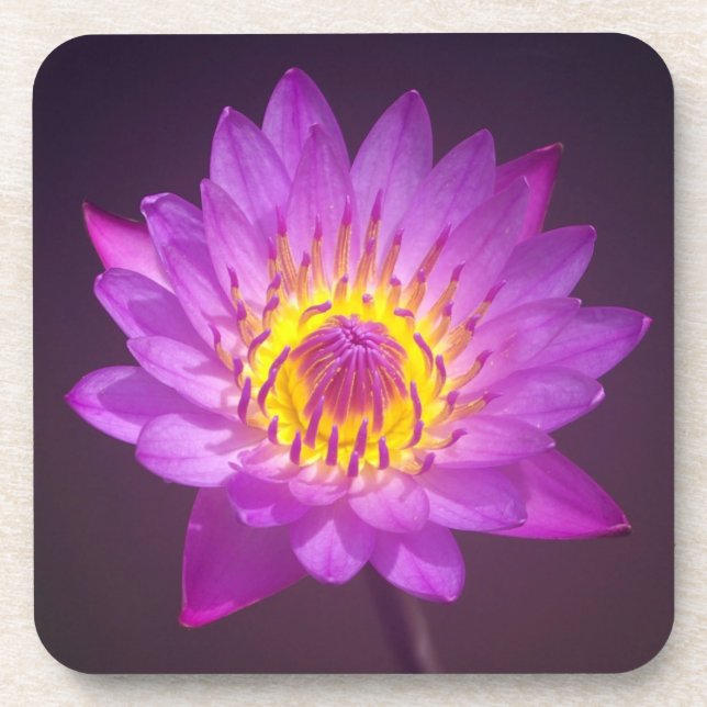 Purple Lotus Flower Coaster (Front)