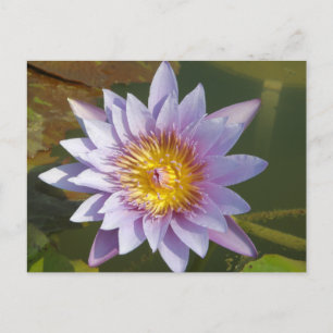 Purple Lotus/Water Lily Postcard