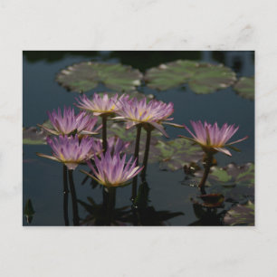 Purple Lotus Waterlilies Postcard
