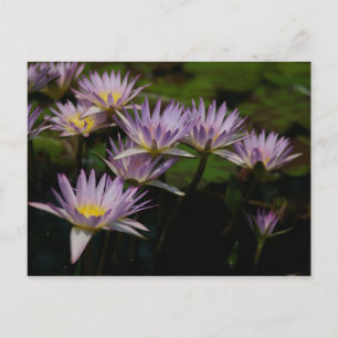 Purple Lotus Waterlilies Postcard