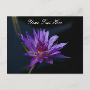 Purple Lotus Waterlily Postcard