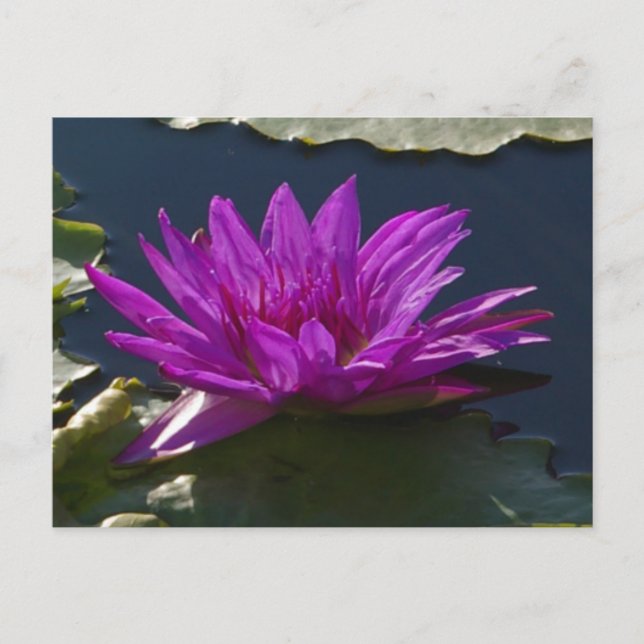 Purple Lotus Waterlily Postcard (Front)