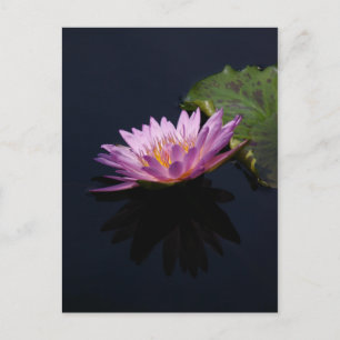 Purple Lotus Waterlily Postcard