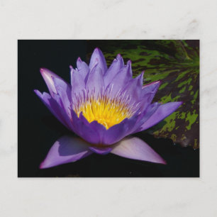 Purple Lotus Waterlily Postcard