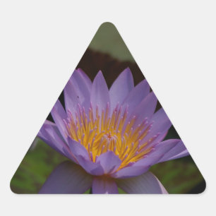 Purple Lotus Waterlily Triangle Sticker