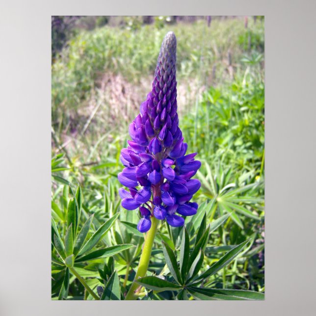 Purple Lupine 1 Poster (Front)