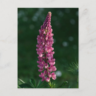 Purple Lupine chillin' Postcard