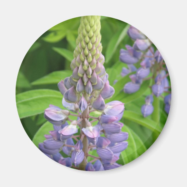 Purple Lupine Flowers Magnet (Front)