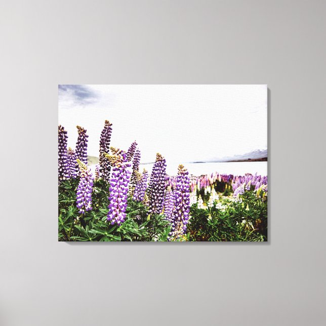 Purple Lupins Flowers : New Zealand Canvas Print (Front)