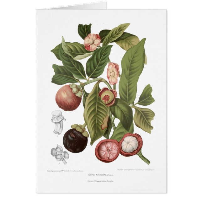 Purple Mangosteen (Front)