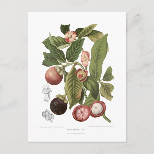 Purple Mangosteen Postcard (Front)