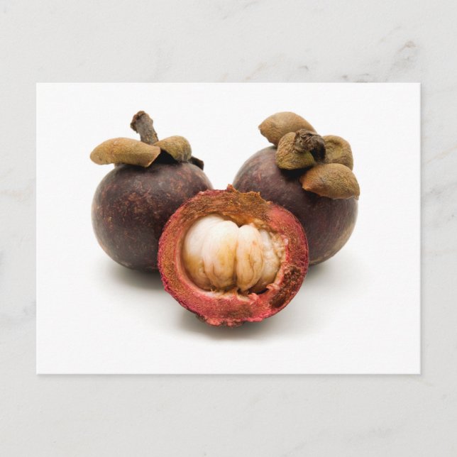 Purple Mangosteen Postcard (Front)