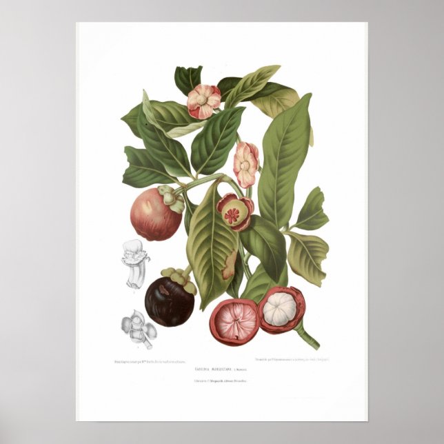 Purple Mangosteen Poster (Front)