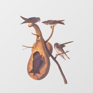 Purple Martin Audubon Bird Family and Gourd Home