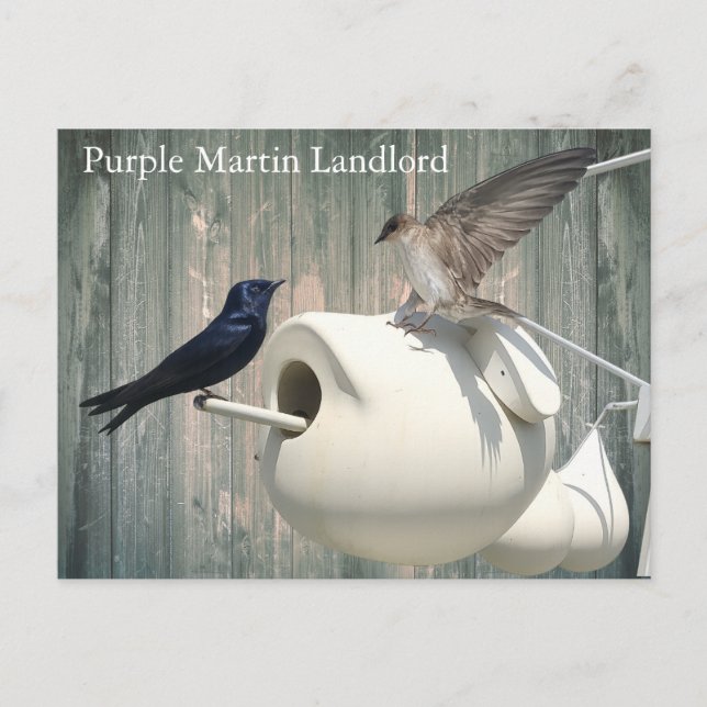 Purple Martin Landlord Nature Swallow Bird Gourds Postcard (Front)