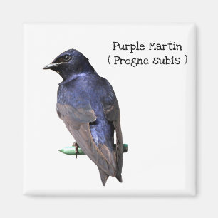 Purple Martin Magnet