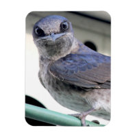 Purple Martin