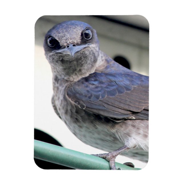 Purple Martin Magnet (Vertical)