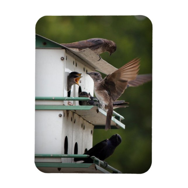 Purple Martin Mates Magnet (Vertical)