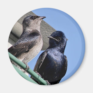 Purple Martin Mates Magnet