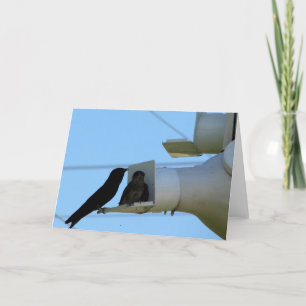 Purple Martins Card