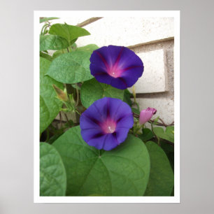 Purple Morning Glories Climbing Brick Wall Poster