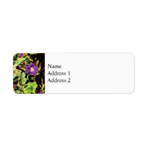 Purple Morning Glory