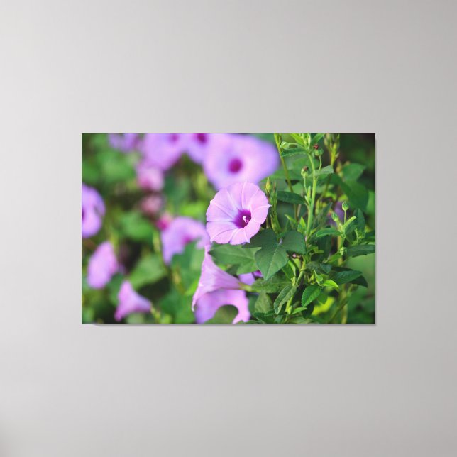 Purple Morning Glory Canvas Print (Front)